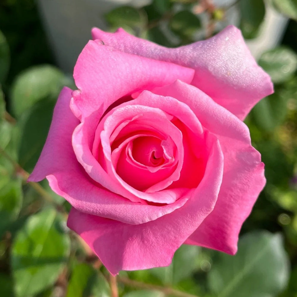 Momoka Rose Plant