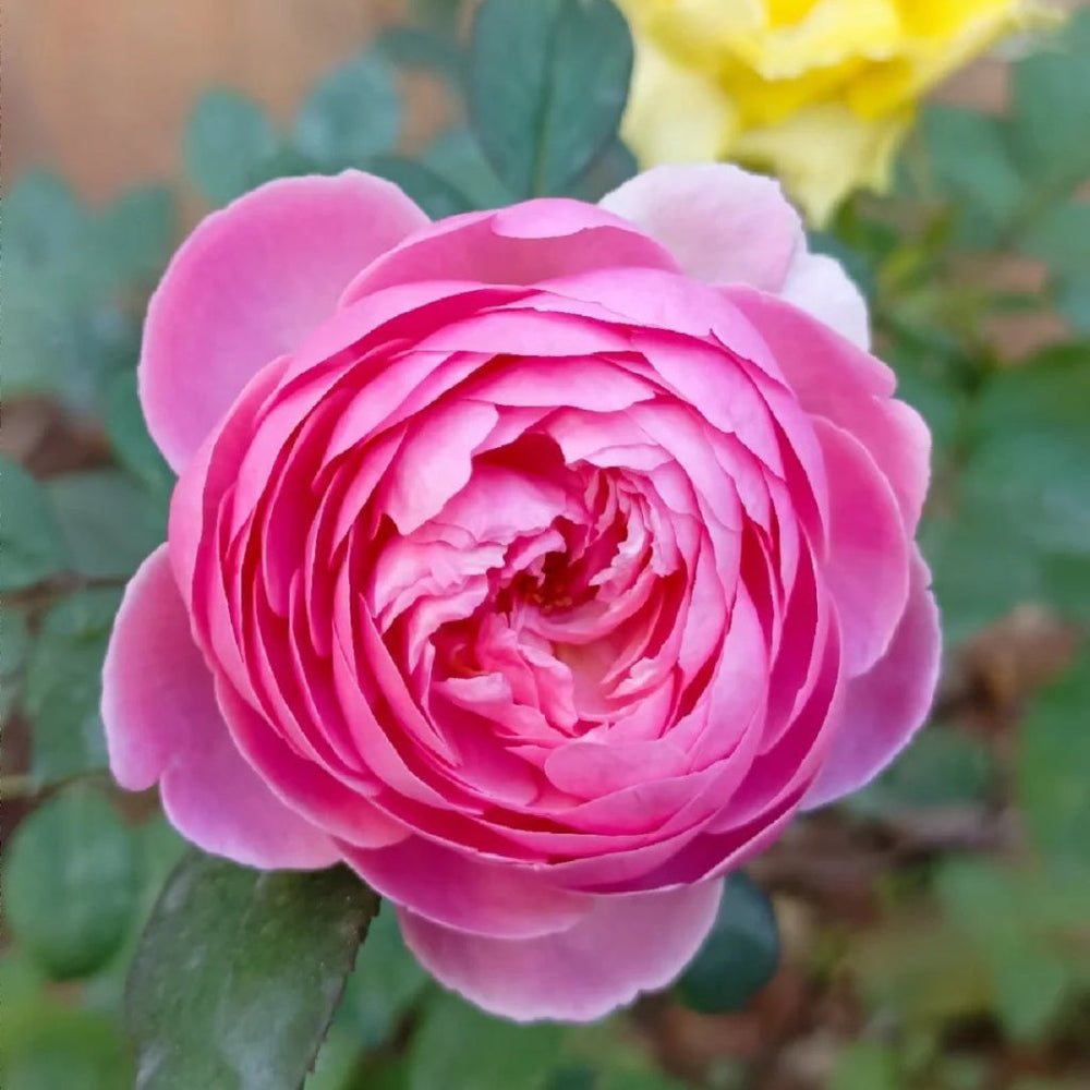 Momoka Rose Plant