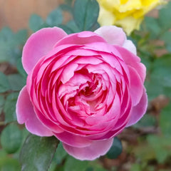 Momoka Rose Plant