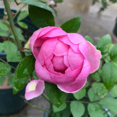 Momoka Rose Plant