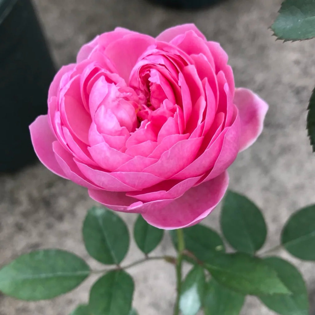 Momoka Rose Plant