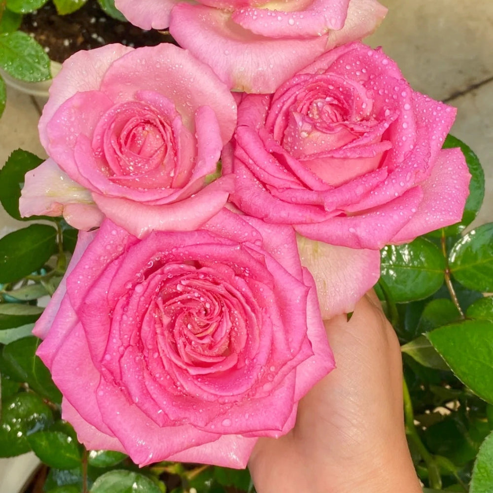 Mon Amour Rose