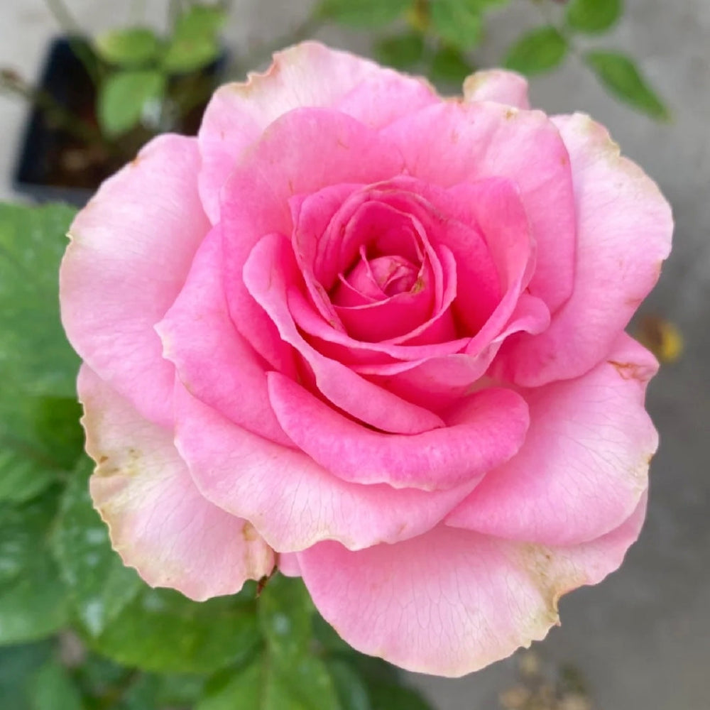 Mon Amour Rose