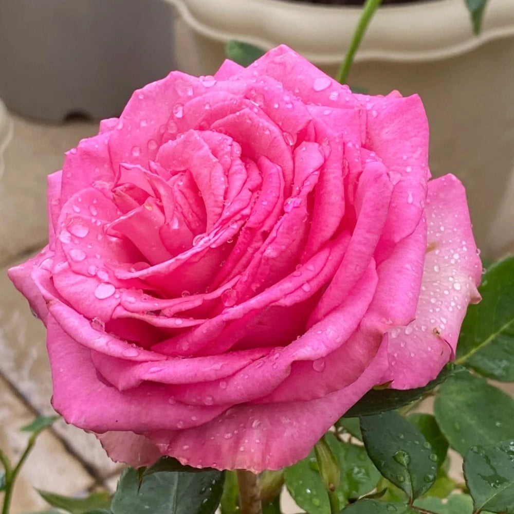 Mon Amour Rose