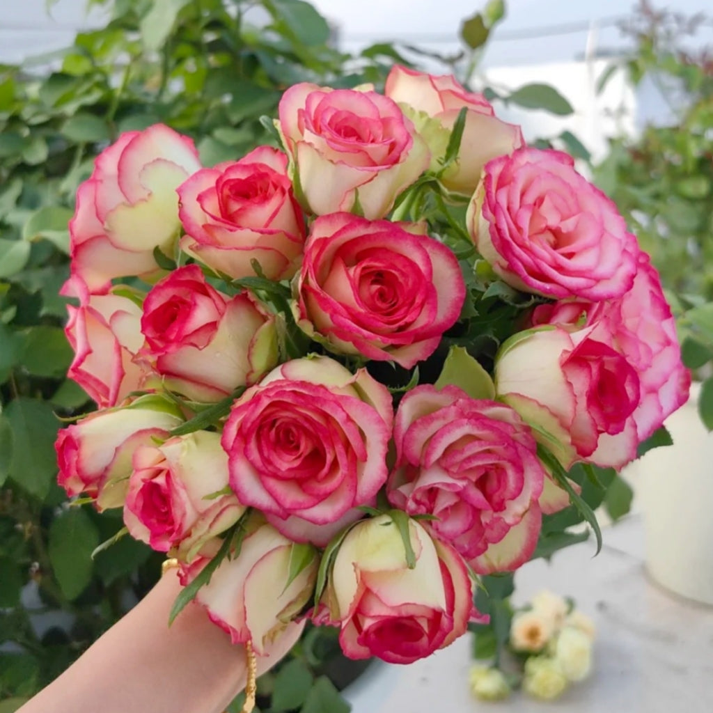 Monroe Rose