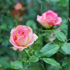 Monroe Rose