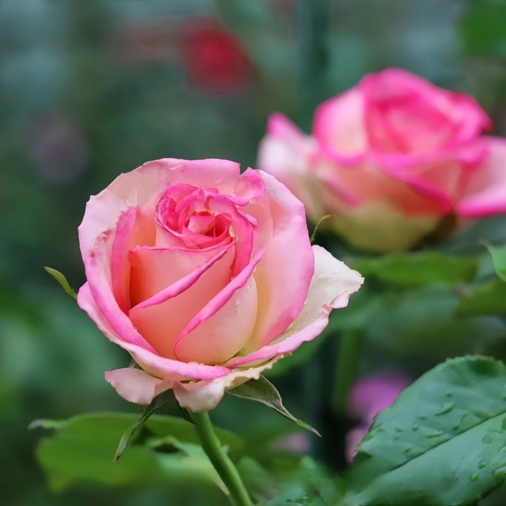 Monroe Rose