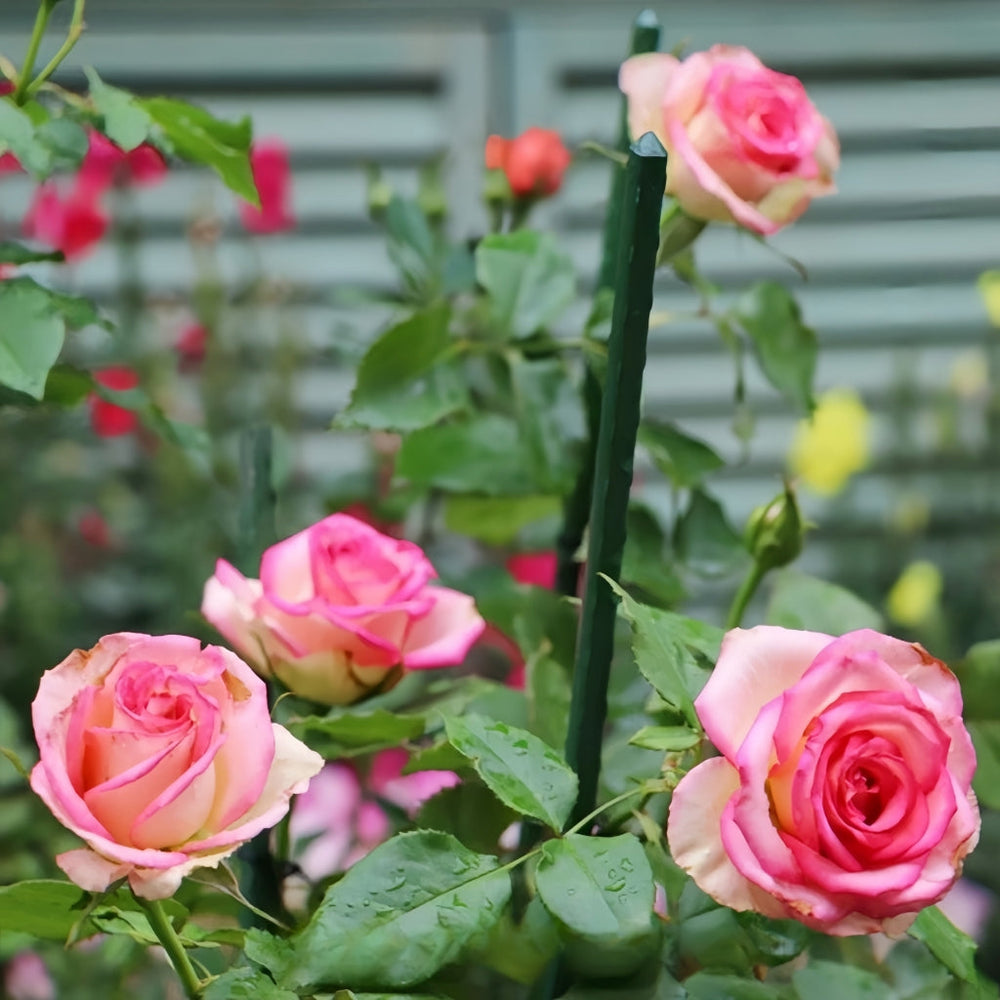 Monroe Rose
