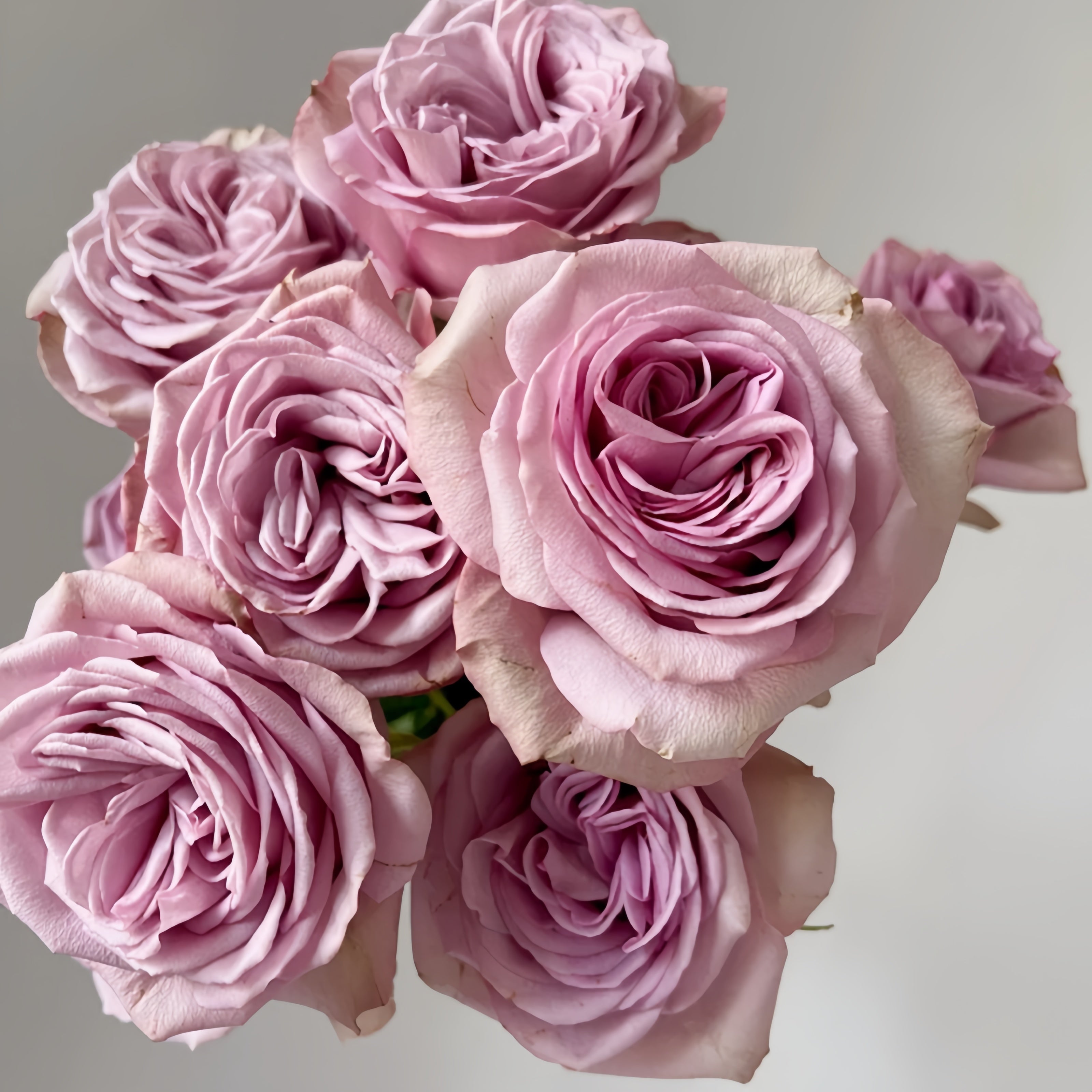 Montmartre Rose