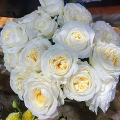 Moon Fairy Rose