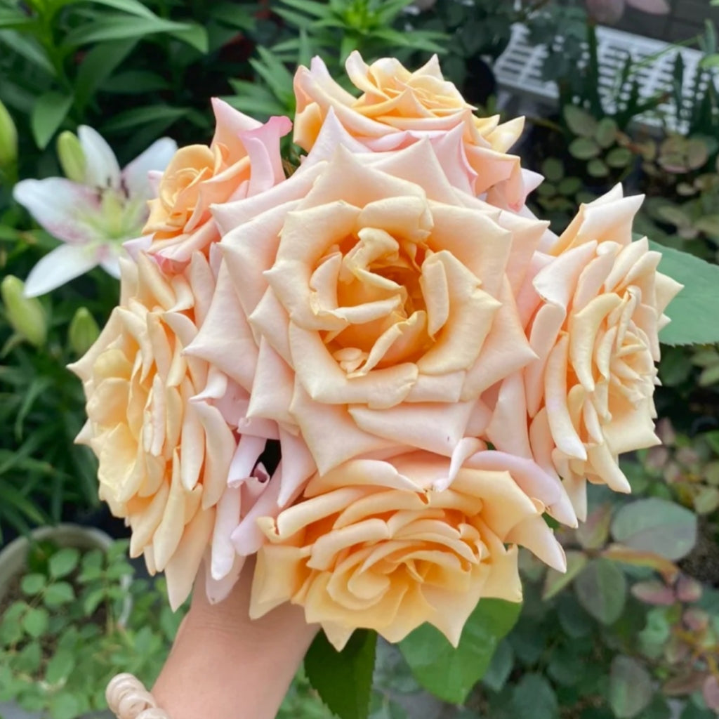Mother of Pearl Rose