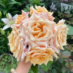 Mother of Pearl Rose