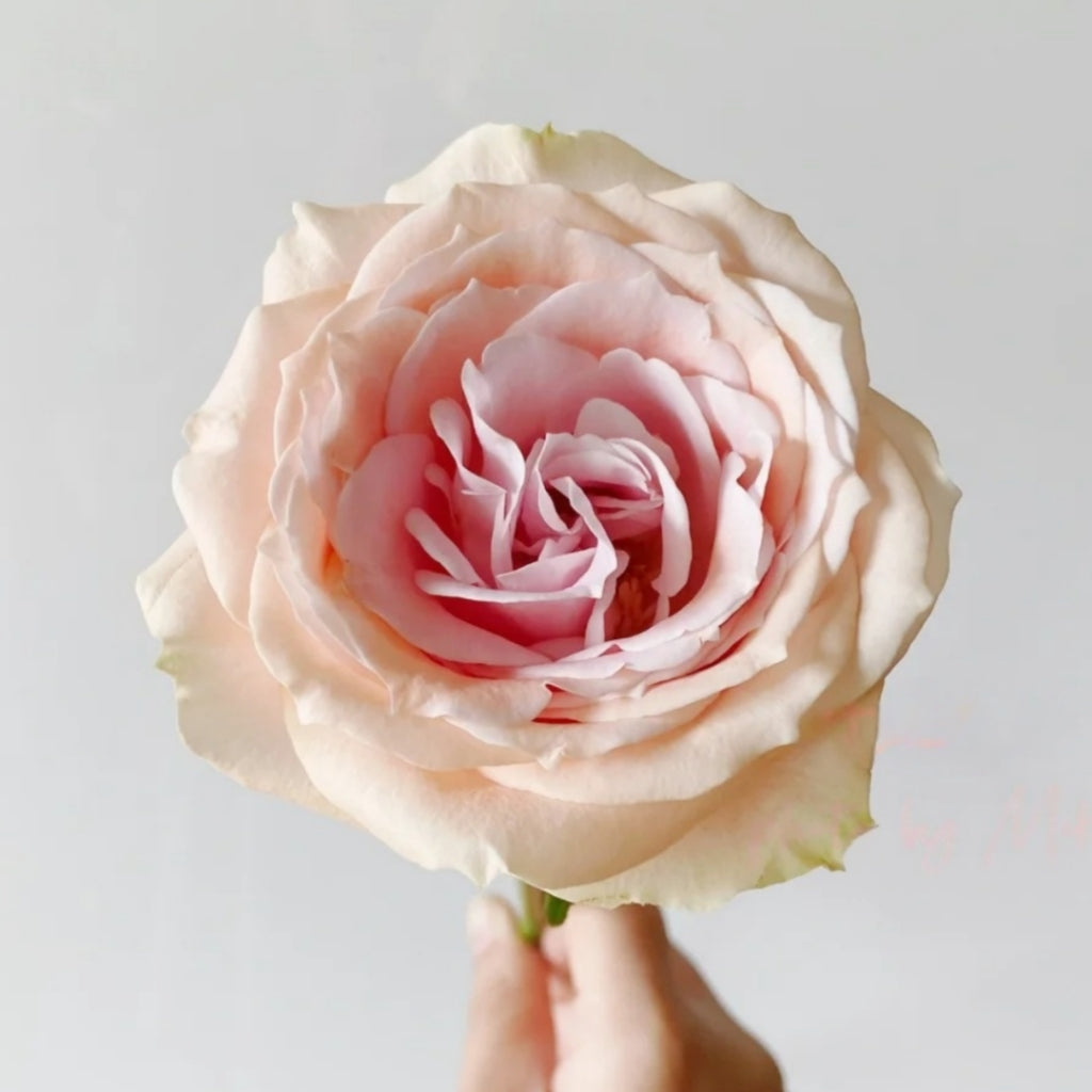 Mother of Pearl Rose