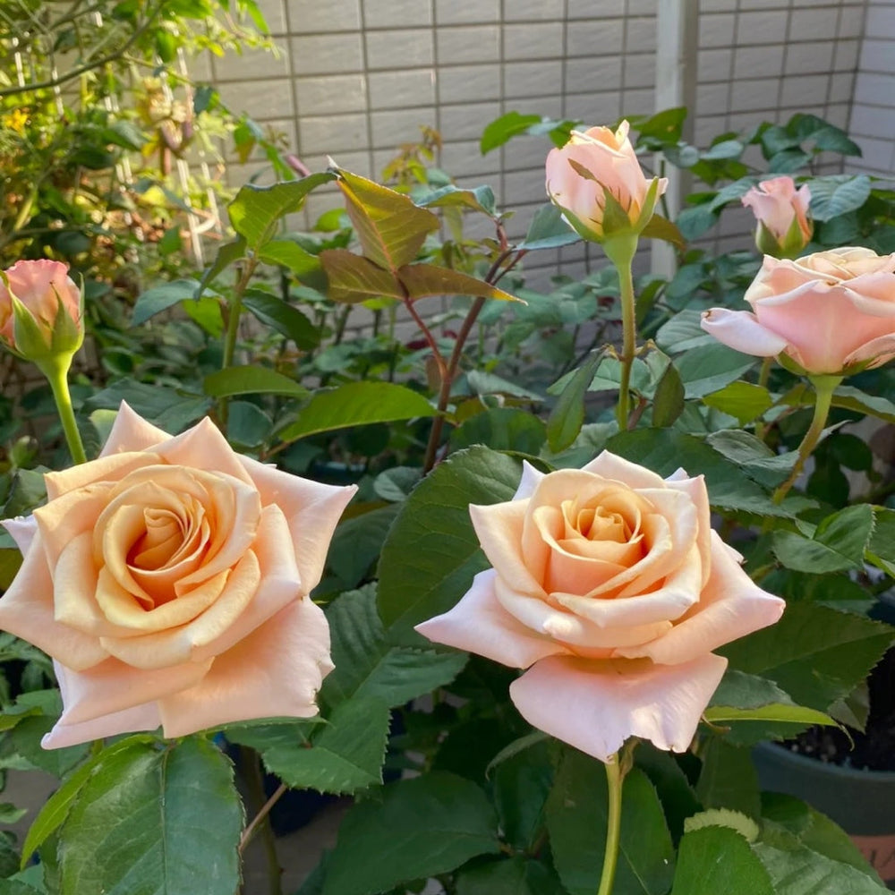 Mother of Pearl Rose