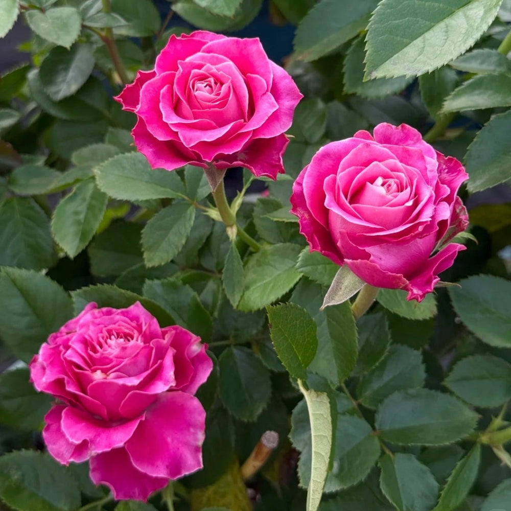 Movie Star Rose