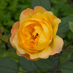 Mr Emma Rose