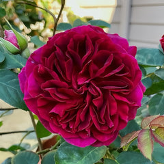 Munstead Wood rose with deep magenta blooms and green leaves at RosesPlant
