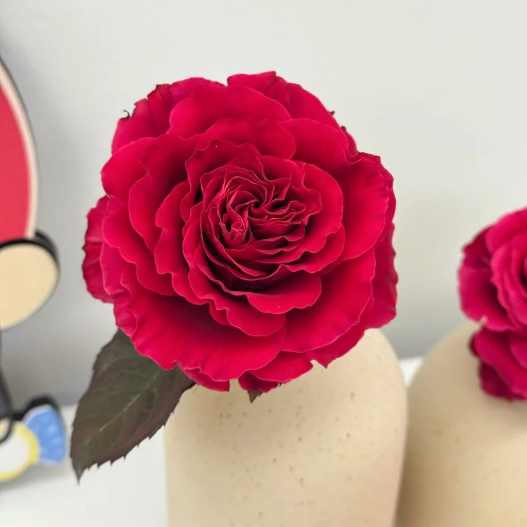 Myth Rose