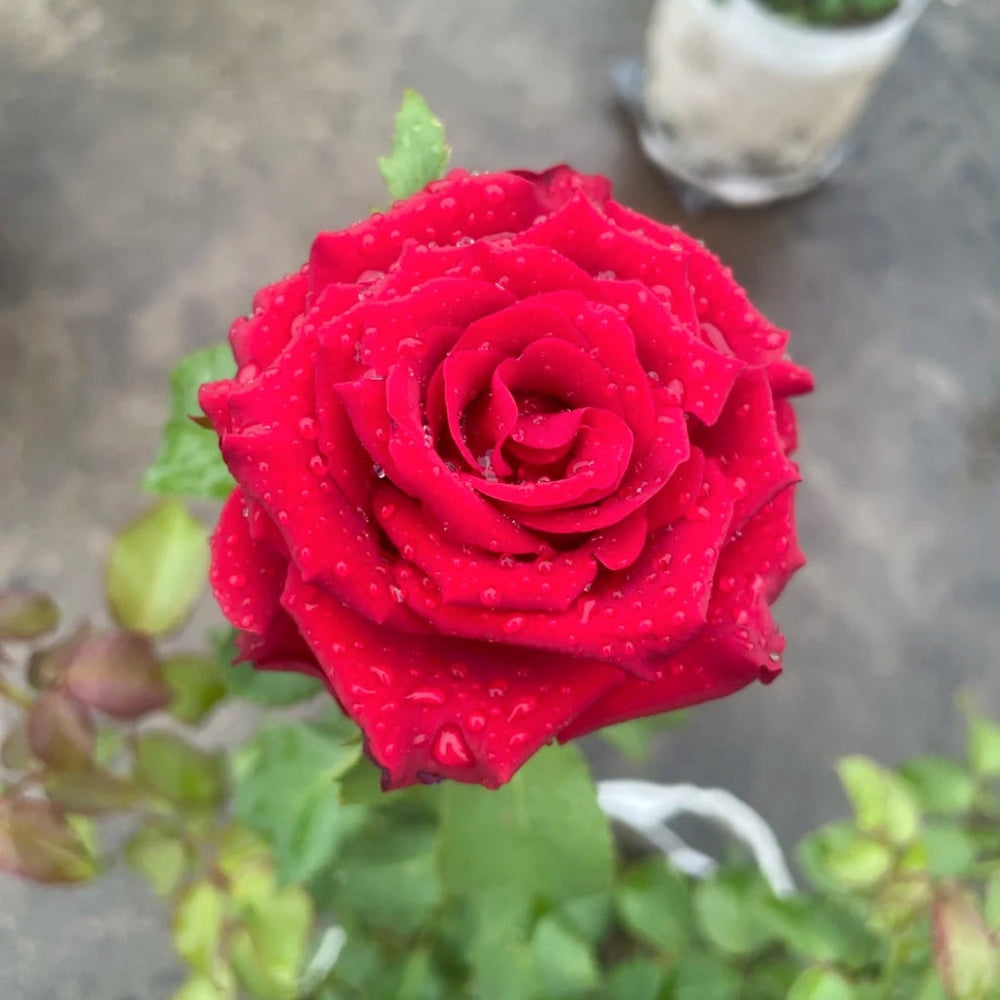 Myth Rose