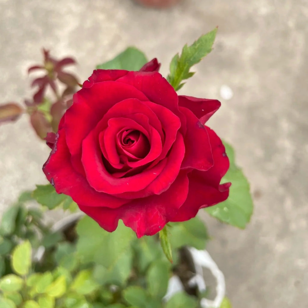 Myth Rose