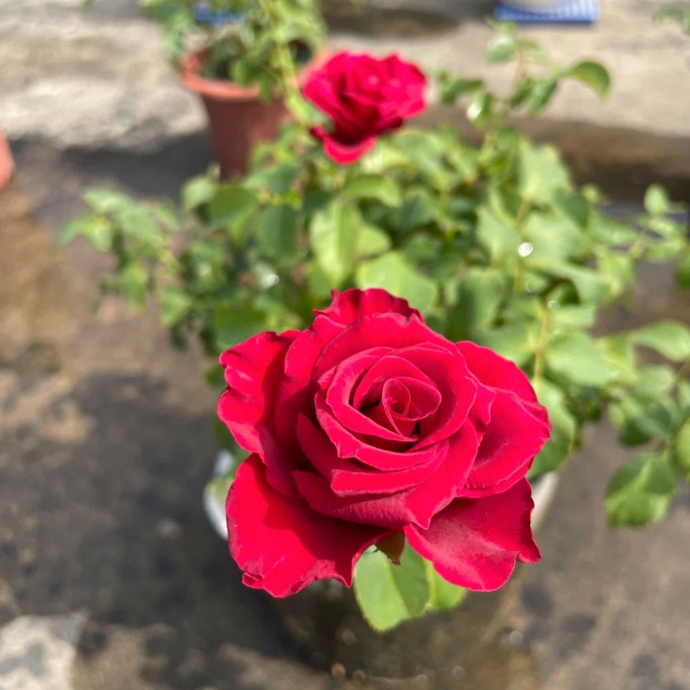 Myth Rose