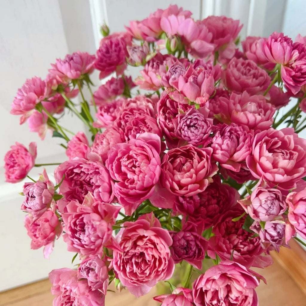 Nagi Rose