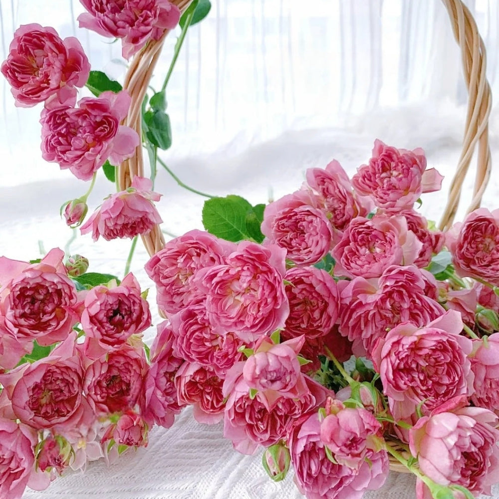 Nagi Rose