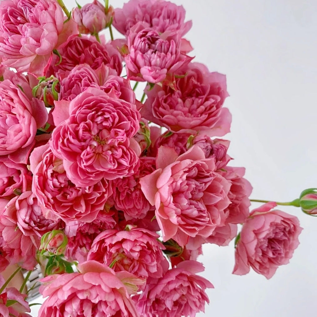 Nagi Rose