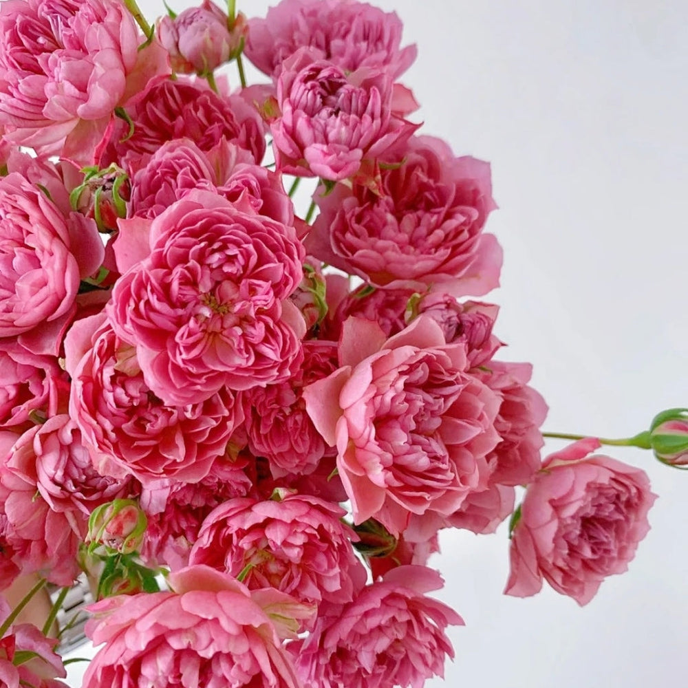 Nagi Rose