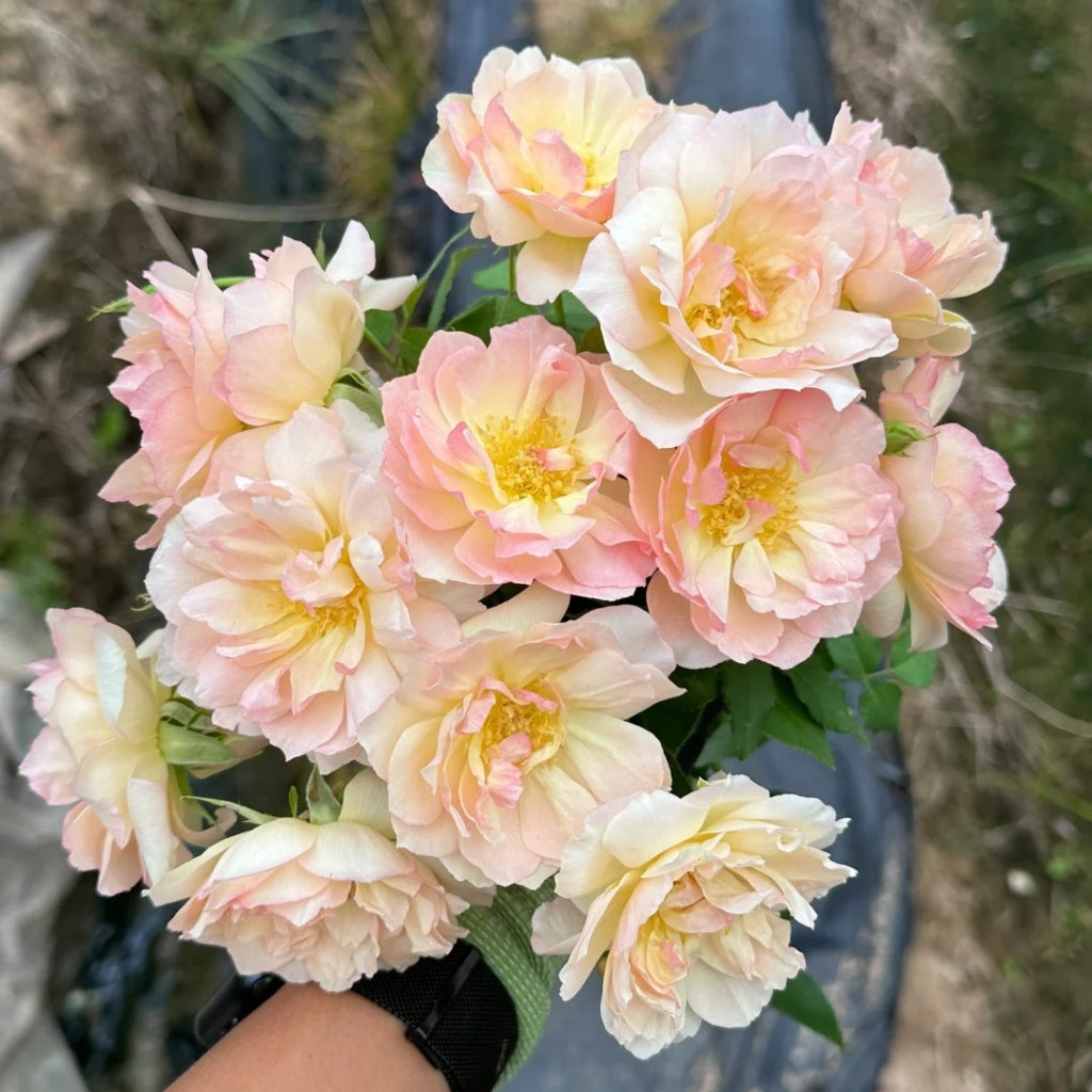 Nausicaa Rose