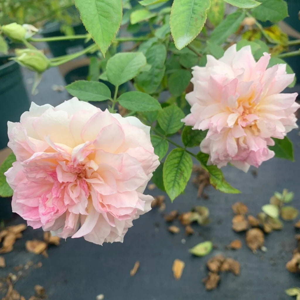 Nausicaa Rose