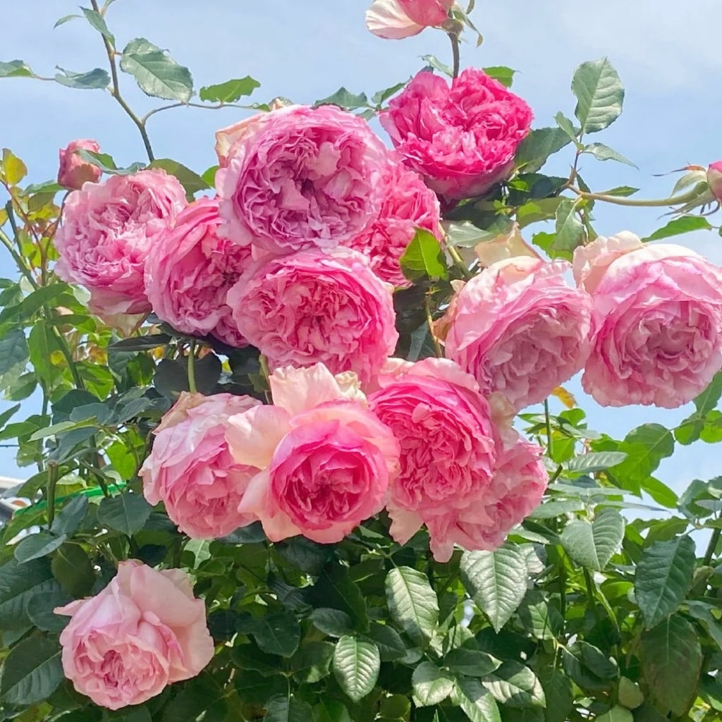 Neo Cherry Shallow Rose