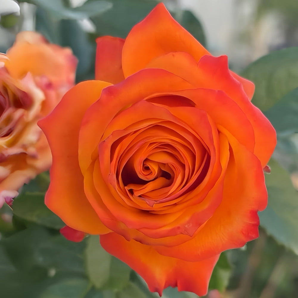 Nexus Rose