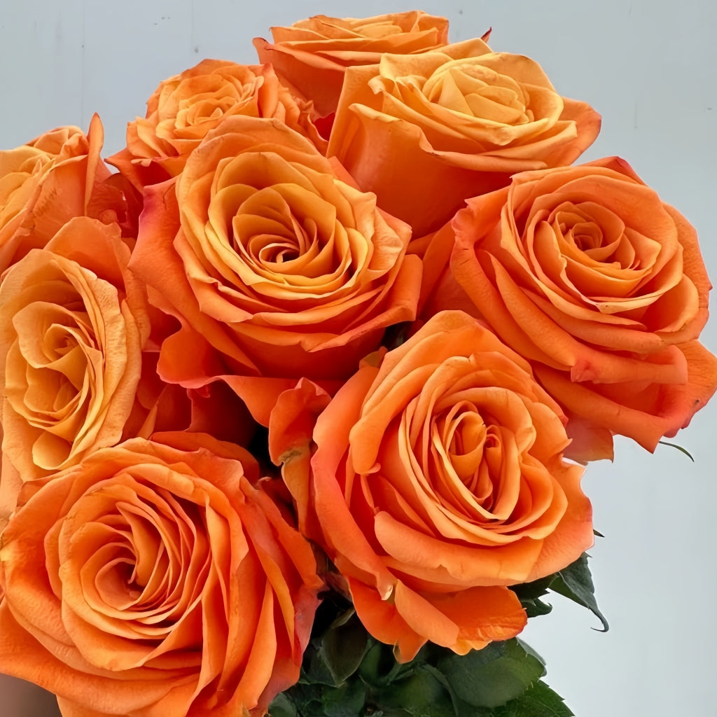 Nexus Rose