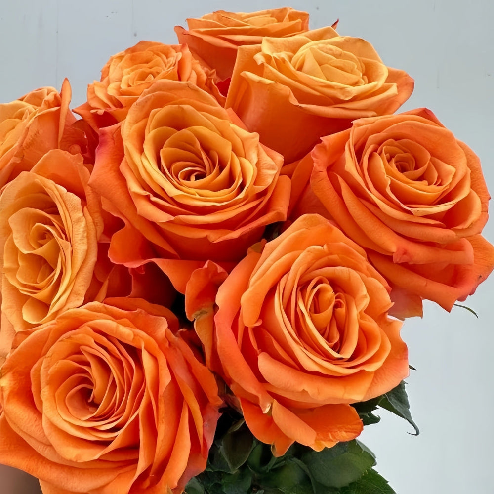 Nexus Rose