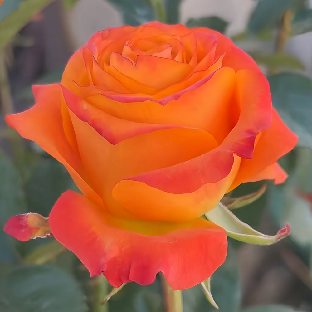 Nexus Rose