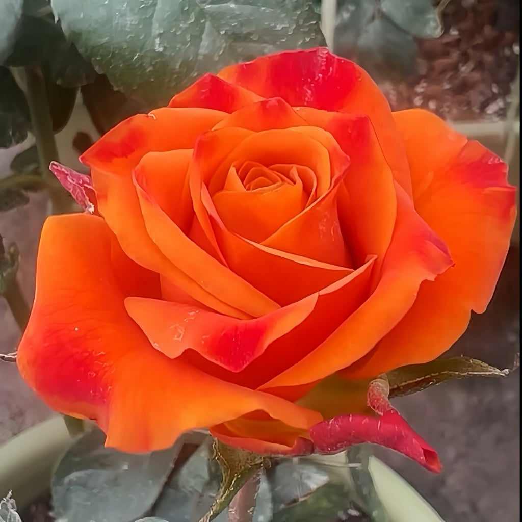 Nexus Rose