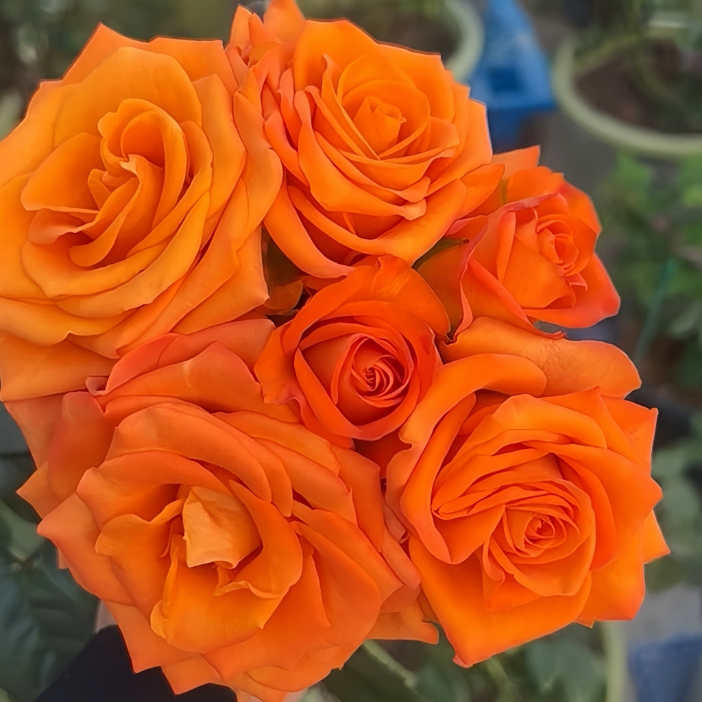 Nexus Rose