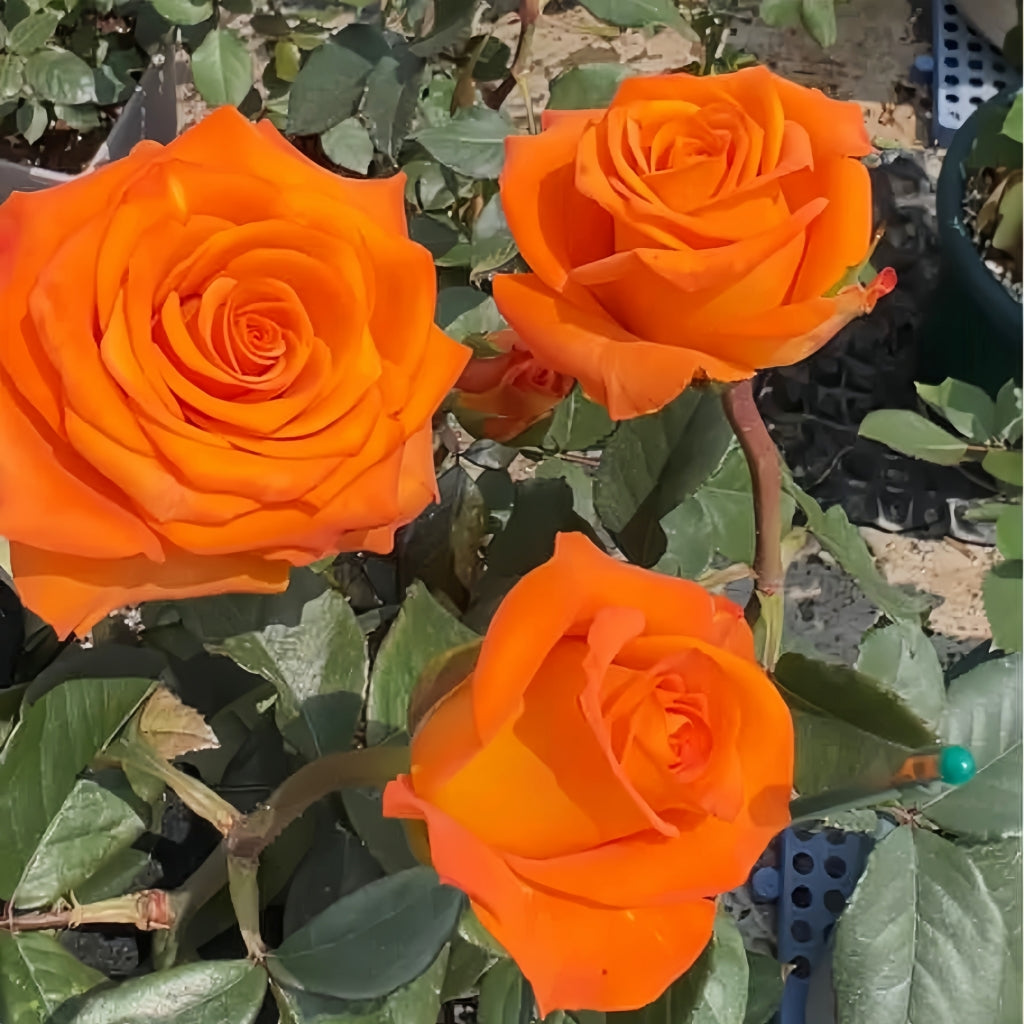 Nexus Rose