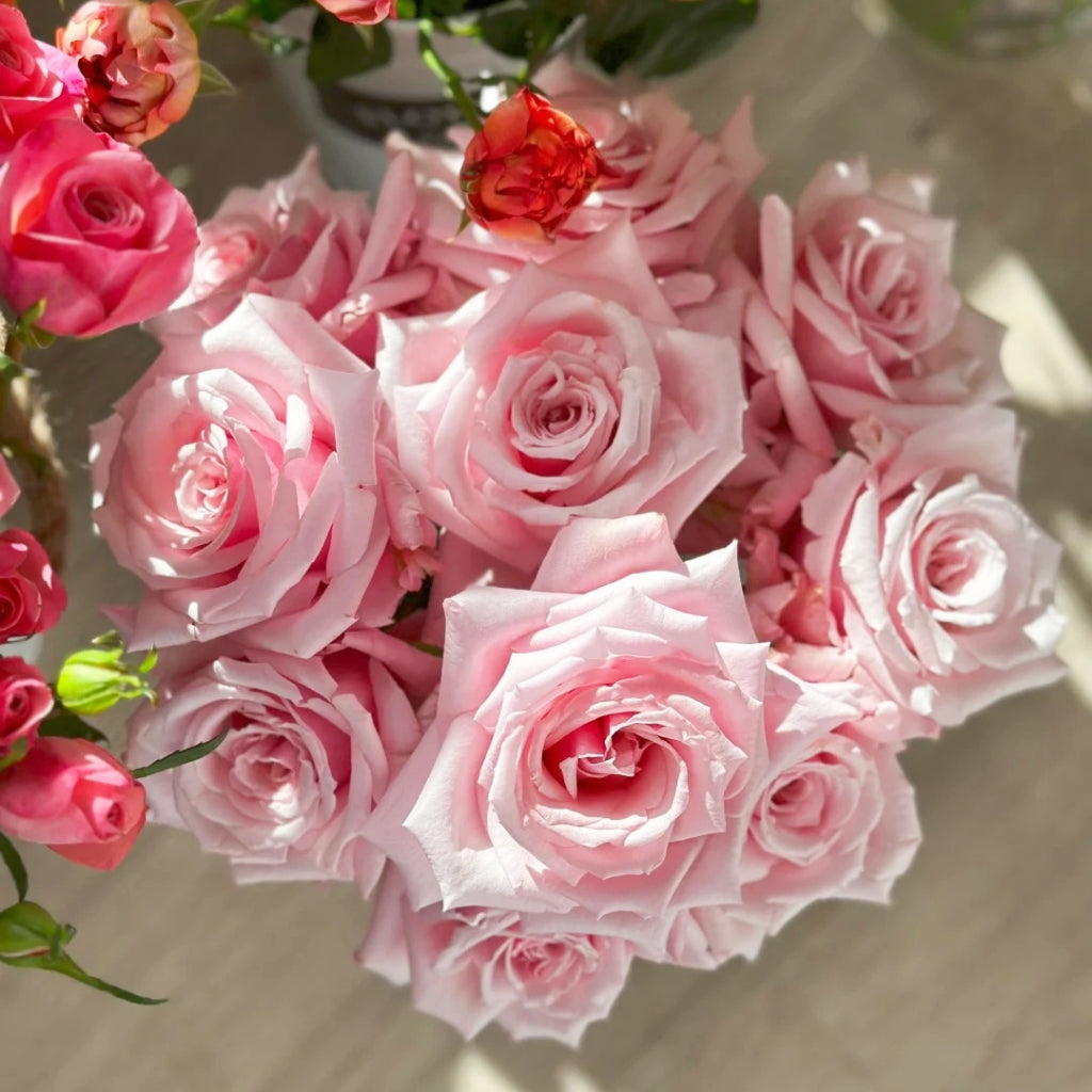 Niannujiao Rose