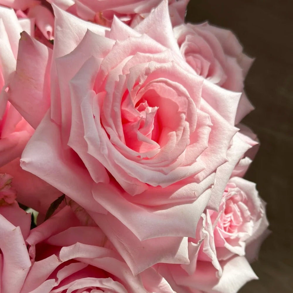 Niannujiao Rose