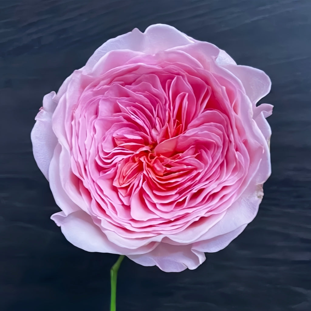 Nicorobin Rose