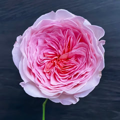 Nicorobin Rose