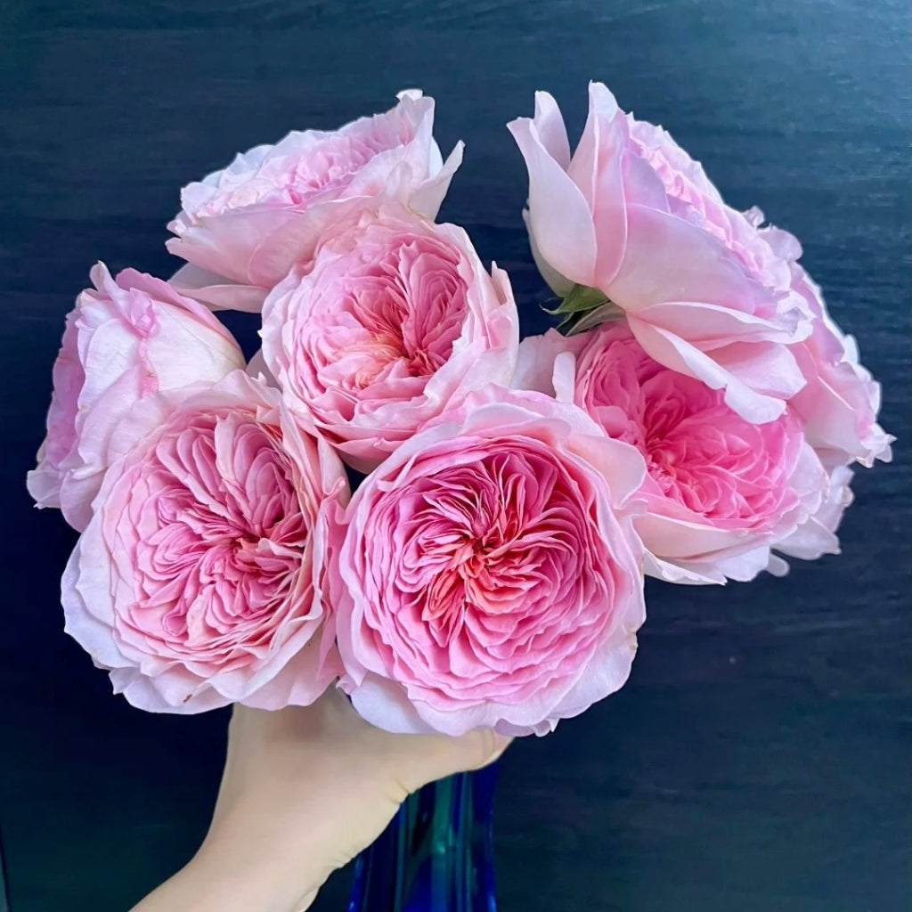 Nicorobin Rose