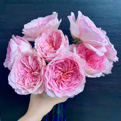 Nicorobin Rose