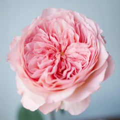 Nicorobin Rose
