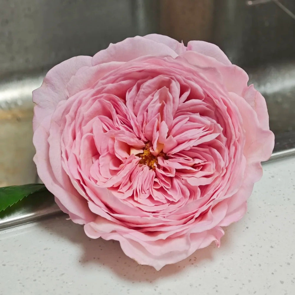 Nicorobin Rose