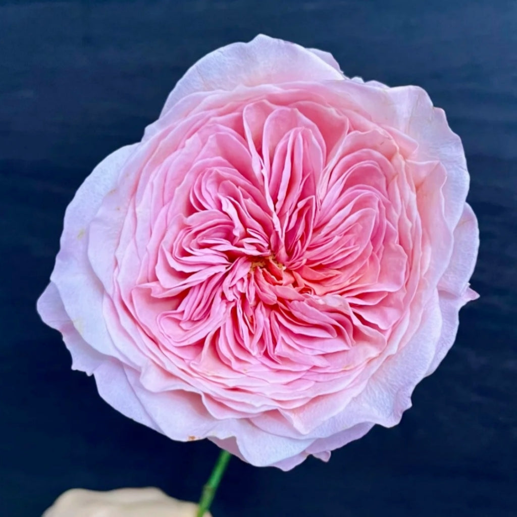Nicorobin Rose