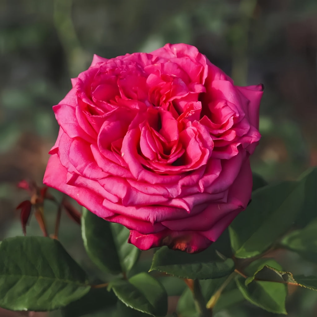 Noblesse Rose