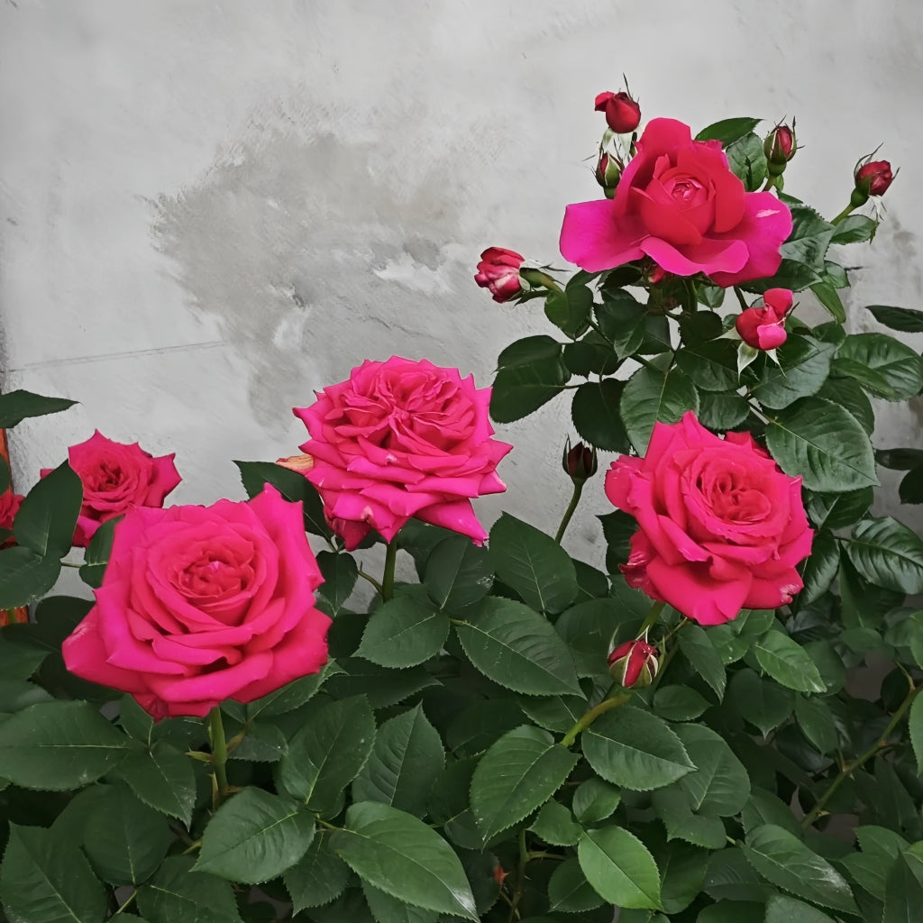 Noblesse Rose